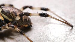 Spider Moves Slowly Stock Footage