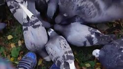 Street pigeons eat yellow grains in an autumn park next to children's sneakers. Stock Footage