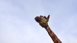 giraffe in africa Stock Footage