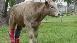 Amputee Cow Named Hero Inspires In Moo Ways Than One Instructional Video