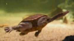 aquatic organisms Stock Footage