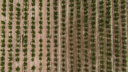 CLEAN : Spain races to vaccinate farm workers to stop virus spread News Clip