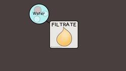 Excretory System and the Nephron Instructional Video