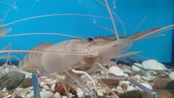 Shrimp are cleaning themselves. Stock Footage
