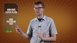 How Dogs Really Listen to Us, and How Pufferfish Puff Instructional Video