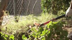 Volunteers gardening at a local Community centre in LA News Clip