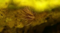 sea anemone in  seaweed Stock Footage