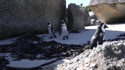 CLEAN : Endangered African penguins under threat from tourism News Clip