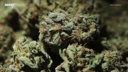 Bernie Sanders Releases Proposal To Legalize Marijuana Nationwide News Clip