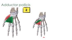 Thenar muscles Instructional Video