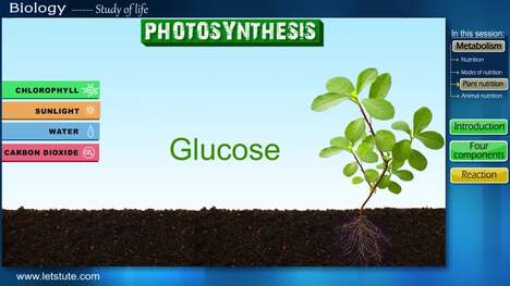 Understanding Plant Nutrition and Photosynthesis