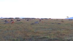 group of herbivore animals in savanna at africa Stock Footage