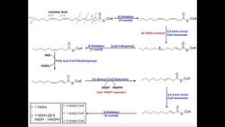 Beta Oxidation of a Polyunsaturated Fatty Acid [Linoleic Acid] Instructional Video