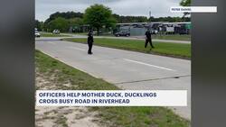 VIDEO: Suffolk County police officers help mother duck, ducklings cross busy road in Riverhead News Clip