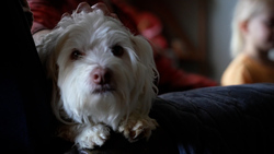 After pandemic pet boom, owners struggle with rising costs of veterinary care News Clip