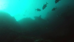 Under the sea Stock Footage