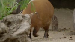 Exploring The World Together With These Red River Hog Piglets Instructional Video