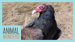 Meet and Greet: Gwendolyn the Turkey Vulture! Instructional Video