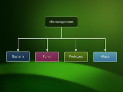 Introduction to Micro-organisms Instructional Video