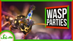 These Wasps Throw Awesome Parties Instructional Video