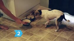 How to Use the Dog Whisperer's Techniques to Train Your Dog Instructional Video