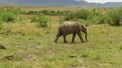 elephant with baby or calf in savanna at africa Stock Footage