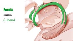 Fornix Instructional Video