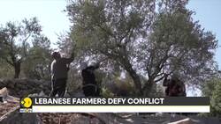 Lebanese Farmers Keep Harvesting Olives Amid Growing Conflict News Clip