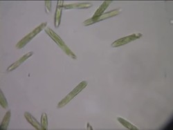 Understanding Cell Functions Instructional Video