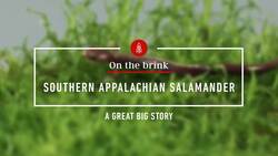 Climate threat, the plight of the southern appalachian salamander Instructional Video
