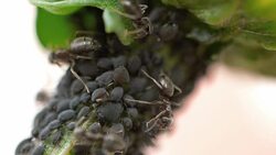Close-up ants and aphids Stock Footage