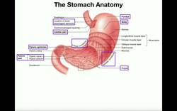 Anatomy & Physiology of the Stomach Instructional Video