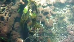 Underwater at Cenote in the Yucatán Peninsula, Mexico Stock Footage