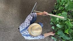 man farmer working in vegetable garden, check a plants of cucumber, top view and copy space template Stock Footage