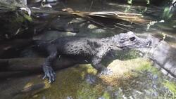 You Would Never Guess How Small These Crocs Can Get Instructional Video