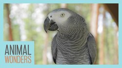 Meet and Greet: Romeo the African Grey Parrot! Instructional Video
