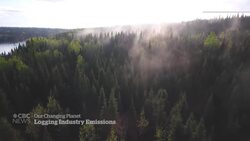 Forestry sector’s carbon emissions underestimated, report alleges News Clip