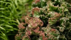 Leafless, spiny, evergreen desert plant cultivated as ornamental in botanical garden. Succulents background, natural pattern. Euphorbia crested cactus in greenhouse. Coral zigzag with pink spines. Stock Footage