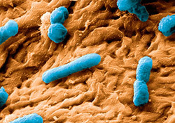 Microorganism Instructional Video