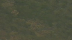 Beluga whale spotted in the Thames 'swimming strongly and feeding normally' Stock Footage