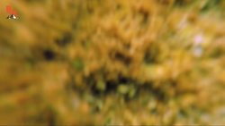 The BEAST of the Diving Quarry? Instructional Video