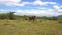 elephant with baby or calf in savanna at africa Stock Footage