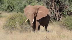 Outstanding encounters with Elephants throughout the continent of Africa. Instructional Video