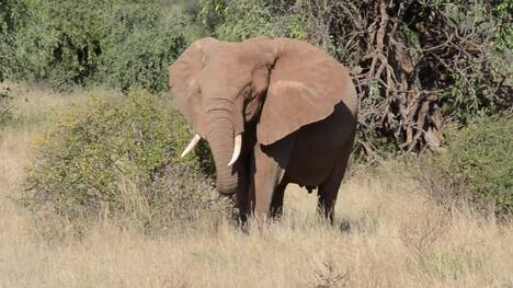 Outstanding encounters with Elephants throughout the continent of Africa.