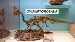 Did Dinos Dance? And Other Behavior Questions Instructional Video