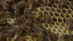 Beekeeper turns sting of misfortune into buzzing new gig News Clip