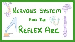 GCSE Biology - Nervous System and Reflex Arc #58 Instructional Video