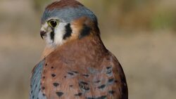 Why These American Kestrels Are Known The World Over as ‘Jet Fighters?’ Instructional Video
