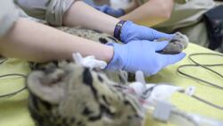 In Order to Join Her New Family, This Adorable Leopard Has to Pass a Very Important Test Instructional Video