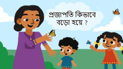 Lifecycycle of a butterfly - Bengali Instructional Video